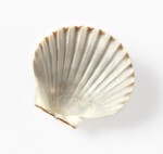 Bay Scallop shell