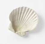 Japanese Scallop shell