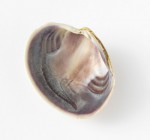Purple Clam shell