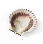 Purple Scallop shell