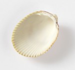 Brown Clam shell