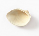 White Clam shell
